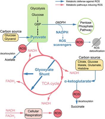 Reactive Oxygen Species in Pathogen Clearance: The Killing Mechanisms, the Adaption Response, and the Side Effects